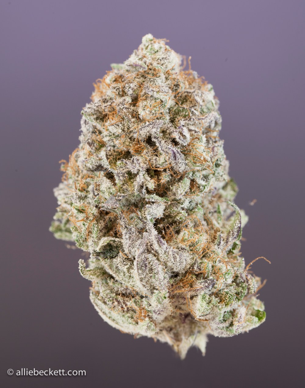 chocolate_kush0428-Edit