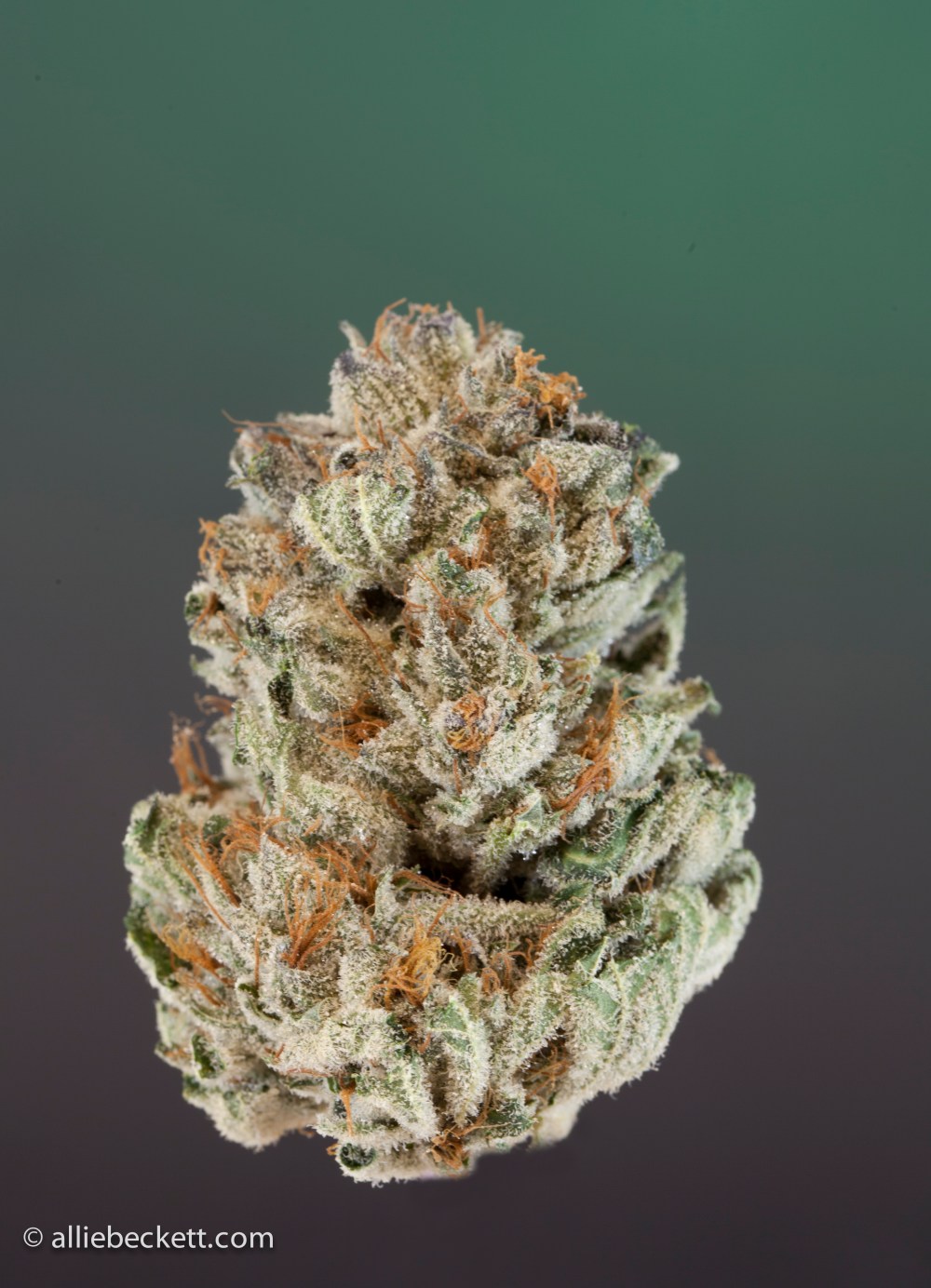 fire_alien_og0408-Edit