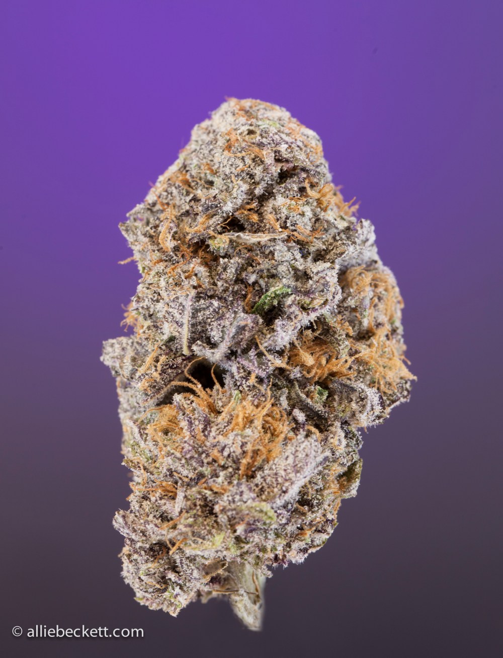 purple_kush0434-Edit