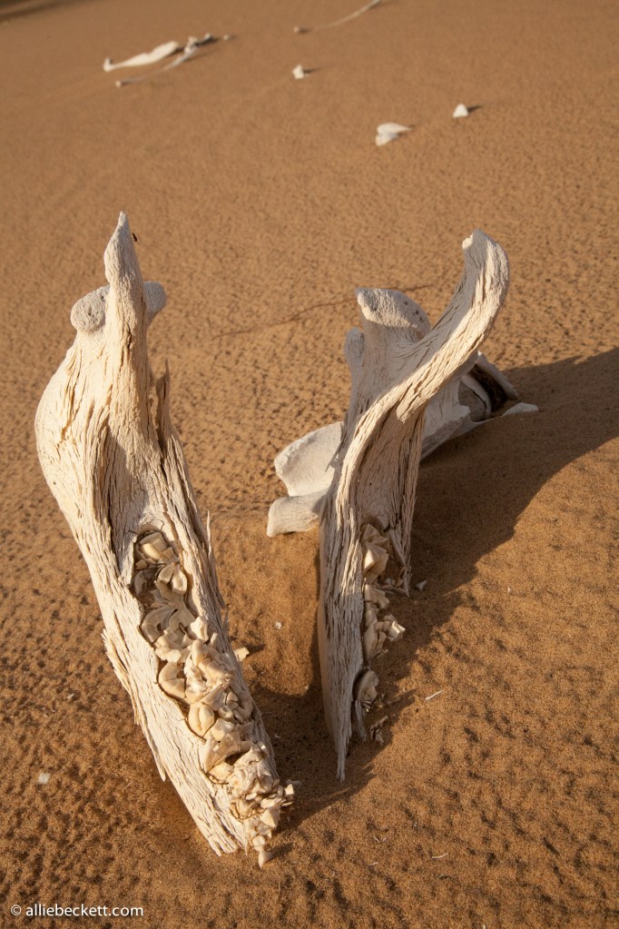 072812_gobi_sand_dunes_9051